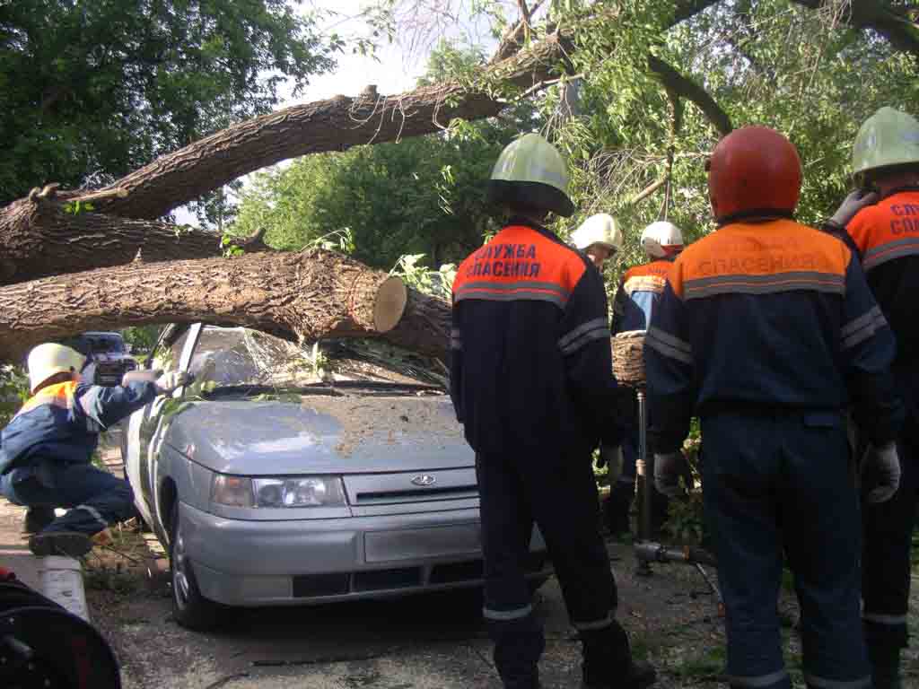 Аварийное дерево после урагана