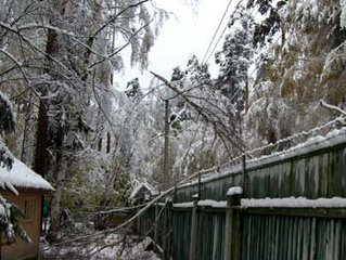 аварийное дерево после снегопада.