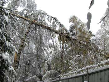 аварийное дерево после снегопада